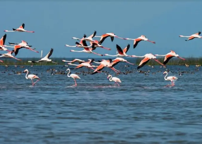 Chilika Lake Odisha